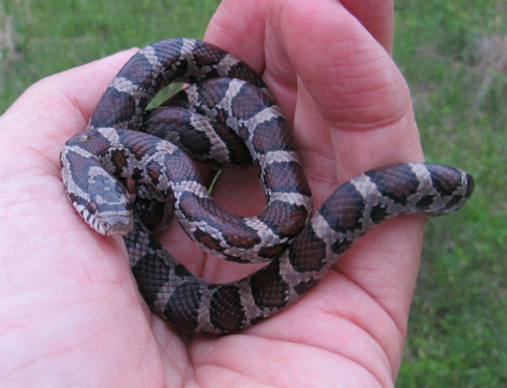 Eastern Milk Snake